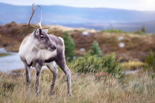 rennes dans les highlands d’écosse - woods glade winter wood photos et images de collection