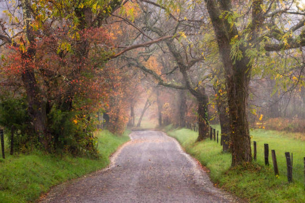 霧の朝 オン スパークス レーン - great smoky mountains great smoky mountains national park leaf autumn ストックフォトと画像