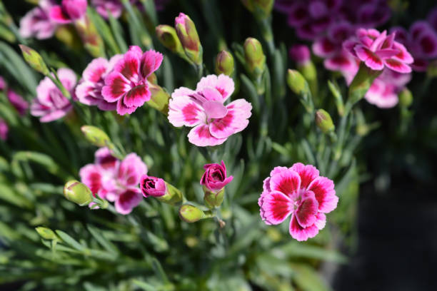 istock Carnation Pink Kisses 1286702863