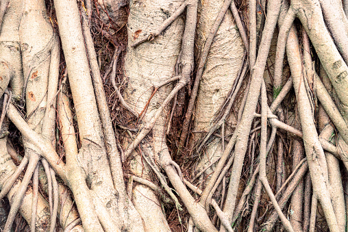A close-up of the complex patterns of branches and roots of a Banyan tree.