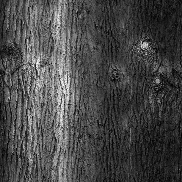 8K bark roughness texture, height map or specular for Imperfection map for 3d materials, Black and white texture, hi-res texture
