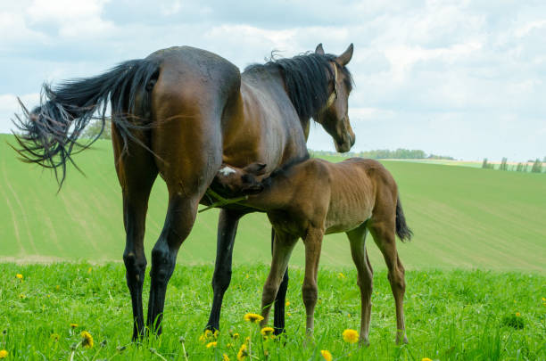 istock warmblood horses - mare suckles foal 1286705535