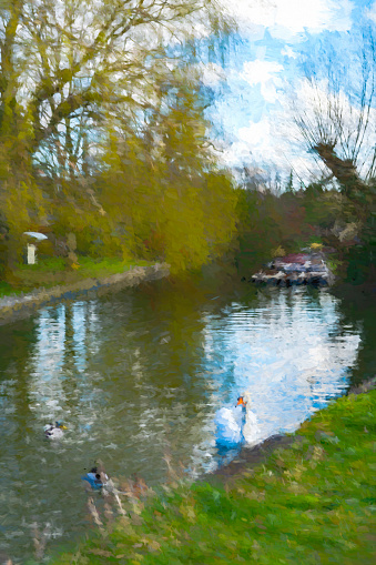 Swan and duck near the Mill Lane punting station in Cambridge. This photograph has been heavily post processed to give a painterly effect.