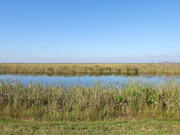 istock Florida Everglades landscape 1286708354