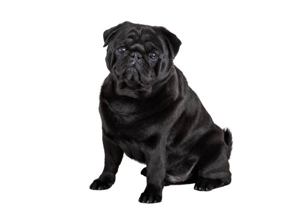 istock Black pug dog on a white background 1286709883