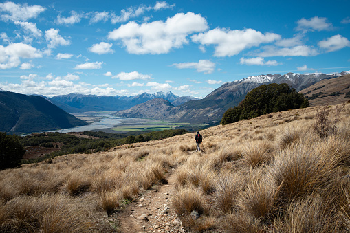 Hiking Bealey Spur Track among tussock grassland in Arthur's Pass National Park