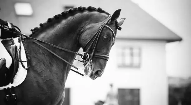 Equestrian sport.The leg of the rider in the stirrup, riding on a brown horse. Dressage of horses in the arena. Portrait sports stallion in the double bridle. Horseback riding. Not color image.