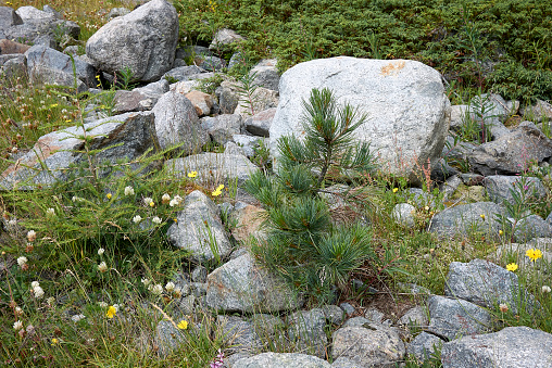 uncultivated trees of Pinus cembra