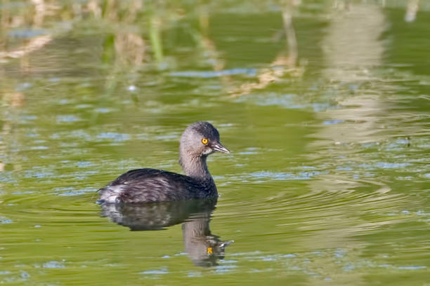 istock Least Grebe, Tachybaptus dominicus, swimming 1286713606