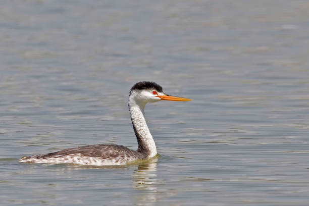 istock Clark's Grebe, Aechmophorus clarkii, swimming 1286713659