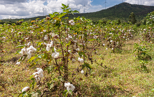 Arasinagundi, Karnataka, India - November 3, 2013: Rural green agricultural landscape. Closeup of a 1 in group of cotton plants in a field. Blue cloudscape and windmills.