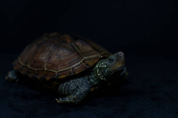 Chinese pond turtle Turtle shot with a black background mauremys reevesii stock pictures, royalty-free photos & images