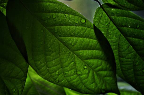 istock Leaves on a rainy day. 1286715234