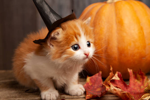 istock ginger kitten and halloween pumpkin jack-o-lantern and on wood background. 1286716061