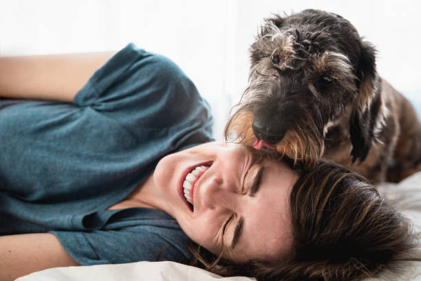 счастливая женщина со своей старшей собакой - daschund домашнее животное лижет лицо девушки - фокус на лице дамы - pets stroking licking love стоковые фото и изображения