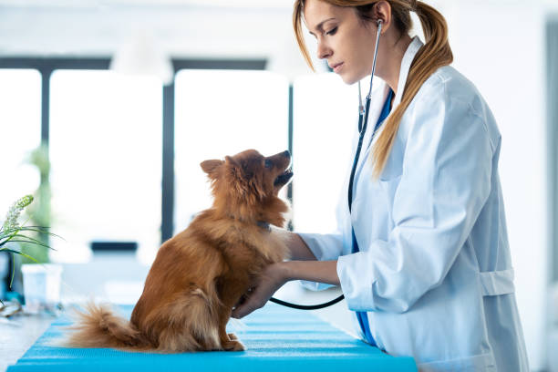 bella giovane donna veterinaria che usa lo stetoscopio per ascoltare il battito cardiaco del simpatico cane pomeraniano alla clinica veterinaria. - pet foto e immagini stock