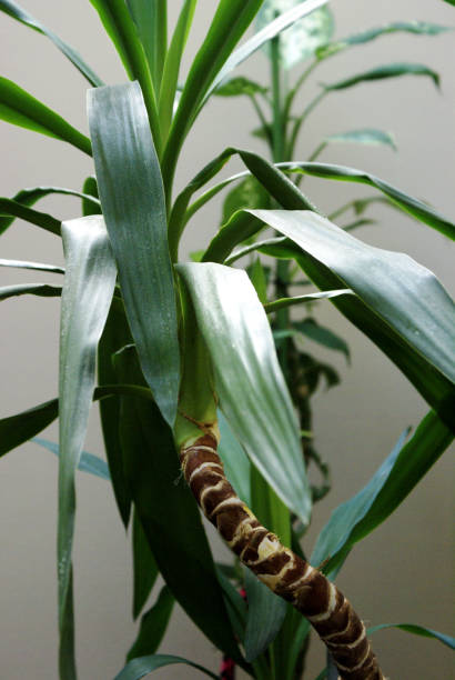 istock Tropical Potted Houseplant 1286717920