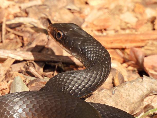 istock Southern Black Racer Snake on resting on mulch 1286717983