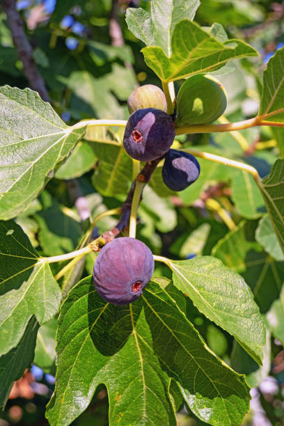 istock Branches of  fig tree with leaves and fruits 1286718659