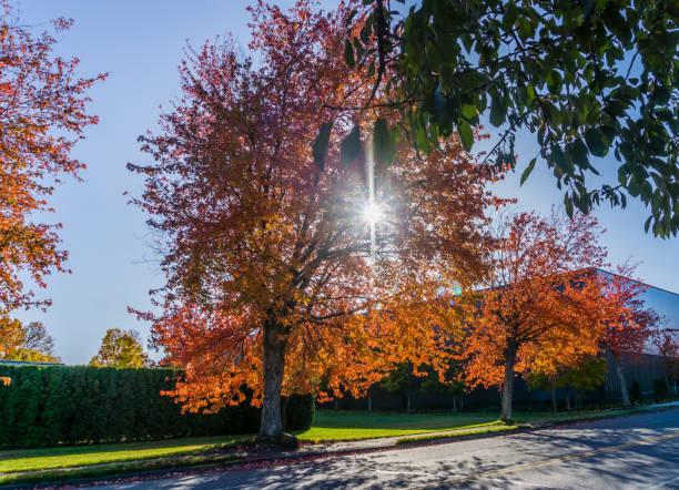 istock Seatac Autumn Street 7 1286719050