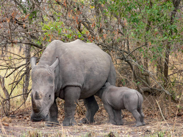 istock mother hippo takes attention for its baby 1286719299