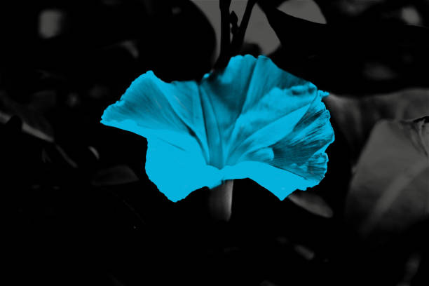 Blue flowers with dark background photo