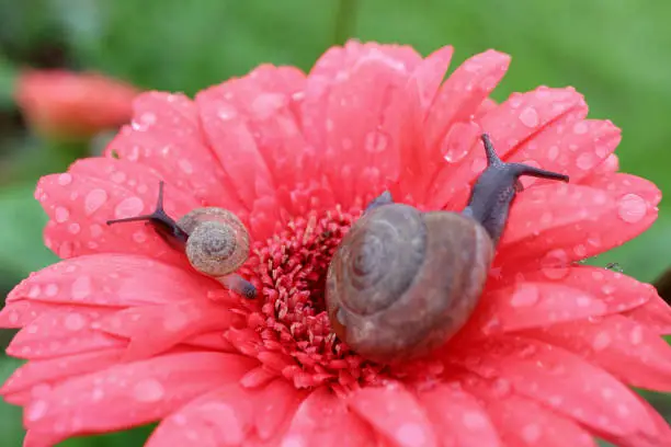 Closeup mother snail and baby snail relaxing on a vibrant pink blooming Gerbera flower full of dewdrops on its petals