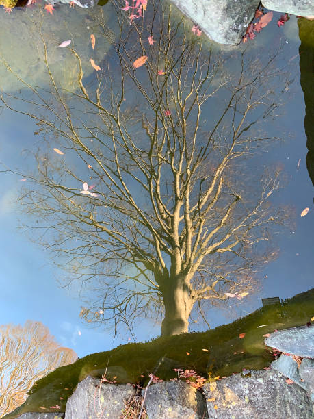 Free Stock Photo of Reflection of a Tree in a Puddle of Water ...