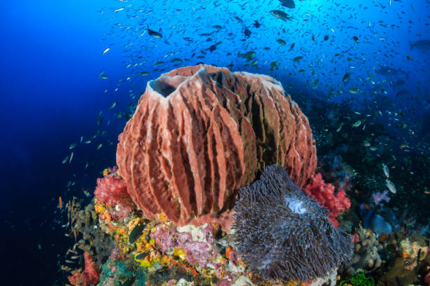 istock Beautiful Barrel Sponge on a Coral Reef 1286721387