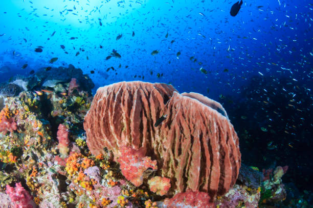 istock Beautiful Barrel Sponge on a Coral Reef 1286721417