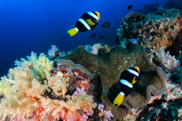 istock Banded Clownfish on a tropical coral reef 1286721533