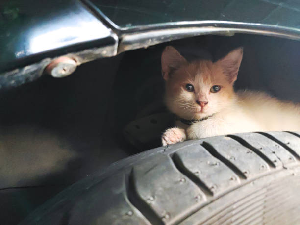 istock Little kittens take shelter between car tire 1286723315