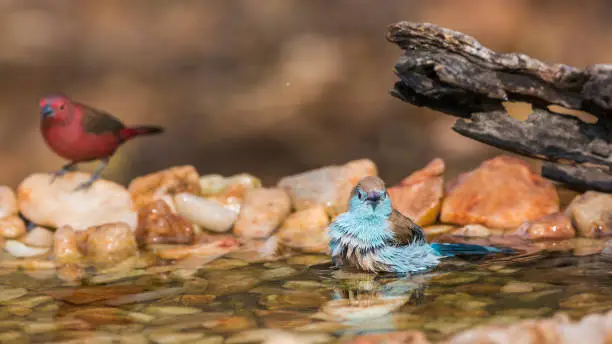 Blue-breasted Cordonbleu bathing in waterhole in Kruger National park, South Africa ; Specie Uraeginthus angolensis family of Estrildidae