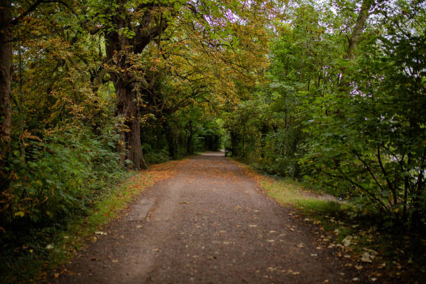 istock Landscape View of a Mysterious Long Path Surrounded by Trees and Plants 1286724589