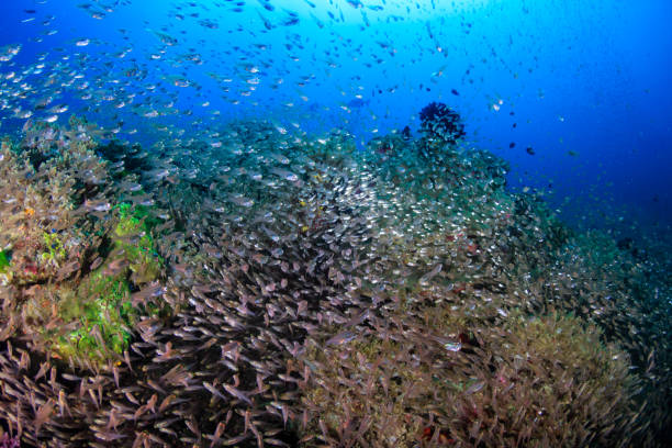 istock Colorful tropical fish on a coral reef in Asia 1286724721