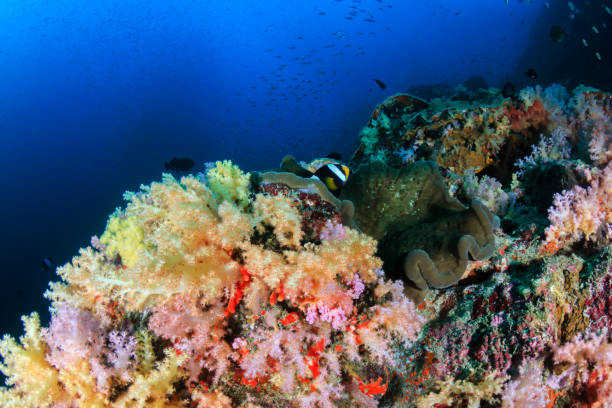 istock Colorful tropical fish on a coral reef in Asia 1286724737