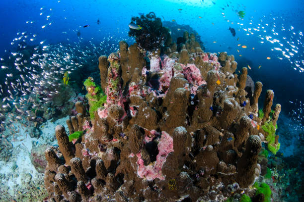 istock Colorful tropical fish on a coral reef in Asia 1286724916
