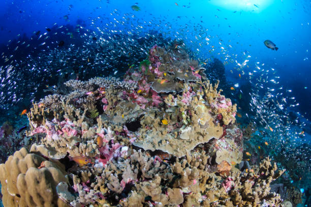 istock Colorful tropical fish on a coral reef in Asia 1286724985