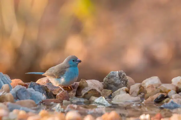 Blue-breasted Cordonbleu in waterhole with morning light in Kruger National park, South Africa ; Specie Uraeginthus angolensis family of Estrildidae
