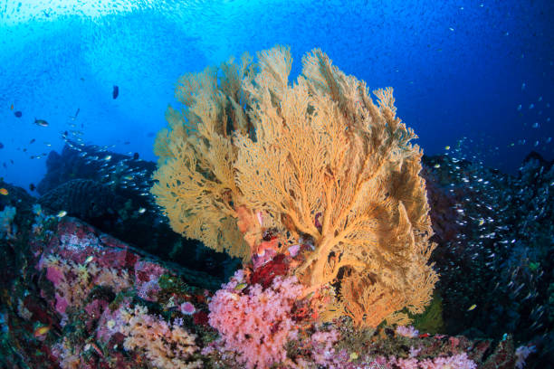 istock Colorful tropical fish on a coral reef in Asia 1286725572