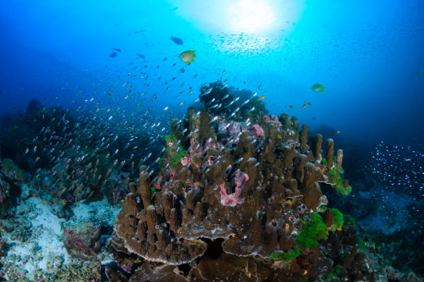 istock Colorful tropical fish on a coral reef in Asia 1286725712
