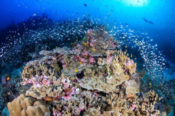 istock Colorful tropical fish on a coral reef in Asia 1286725779