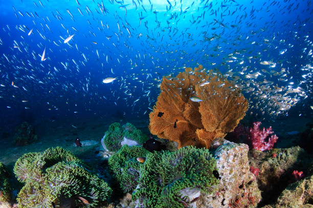 istock Tropical fish on a colorful tropical coral reef 1286726140