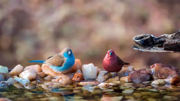 Jameson Firefinch and Blue-breasted Cordonbleu in Kruger National park, South Africa ; Specie Lagonosticta rhodopareia and Uraeginthus angolensis family of Estrildidae