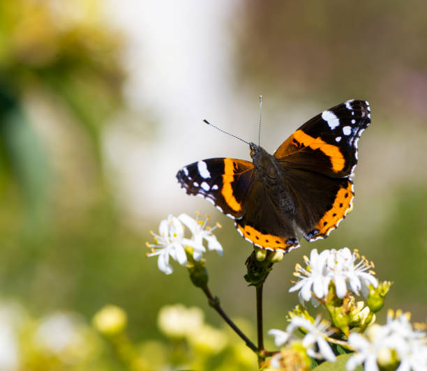 istock Macro of an Admiral butterfly 1286726551