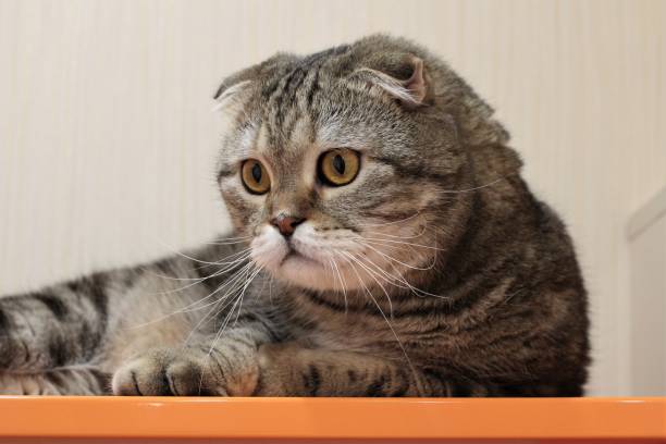 istock portrait of a large tabby cat 1286727141