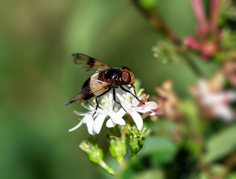 Macro of a pellucid fly on a seven son flower