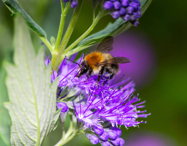 istock Bumblebee on a bluebeard flower blossom 1286727482