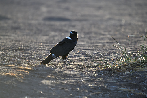 The Pied Crow (Corvus albus) is standing on the sandy floor of the desert. It is early morning lighting \n\nIt is photographed in the remote, uninhabited area of the Palmwag Concession. The area is only accessible with 4 wheel drive vehicle. A Permit issued by the conservation office is required to access the area. There are no people living in the area and it is completely wild. The area is part of Damaraland and in the Kunene Region of Namibia. \n\nThe photo was taken in February 2020.