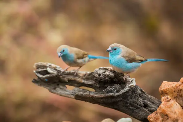 Two Blue-breasted Cordonbleu standing on a log with natural background in Kruger National park, South Africa ; Specie Uraeginthus angolensis family of Estrildidae